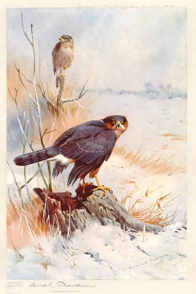 Archibald Thorburn Sparrowhawk